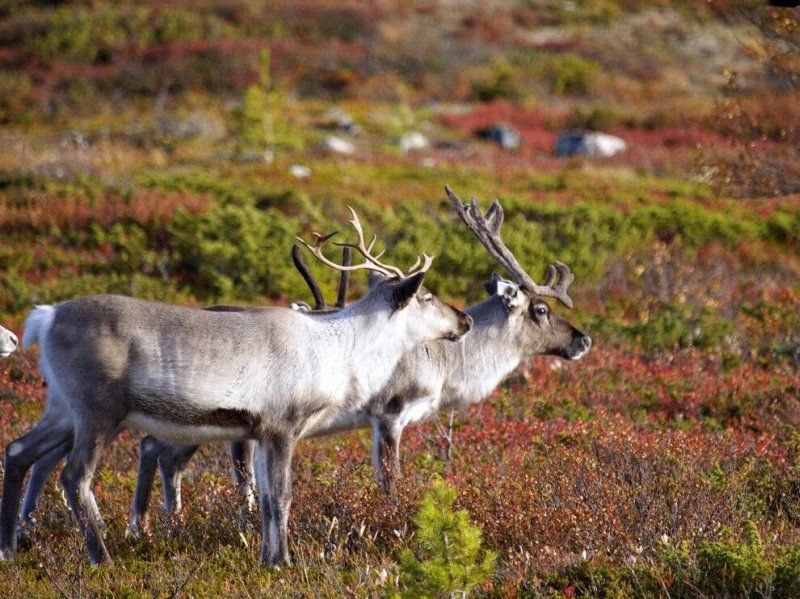 2-Lapland