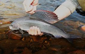 1-fin-good-fish