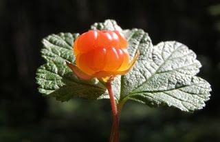 1-moroshka