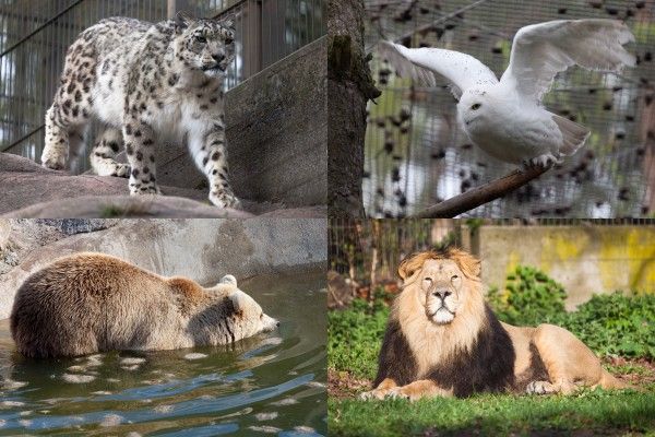 2 zoopark