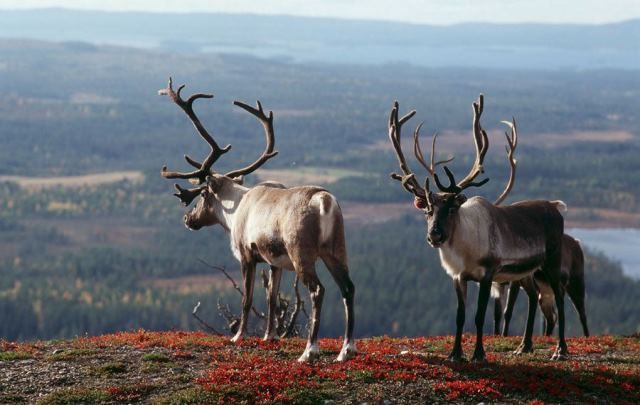 finland-travel-044