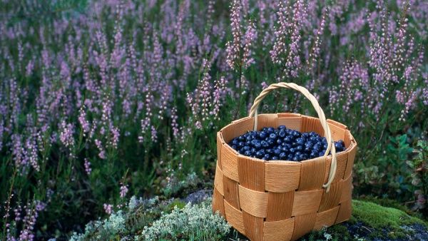 1-berries