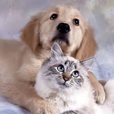 2-animals