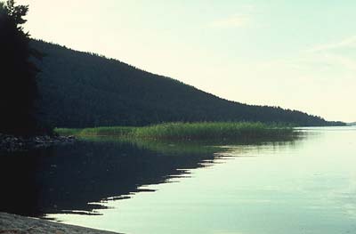 1-fishingg