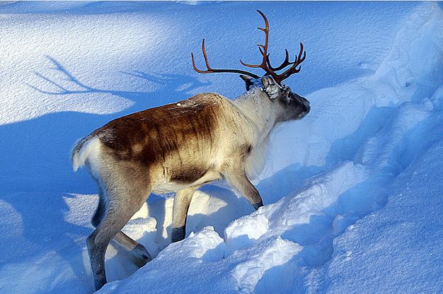 2 lapland