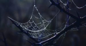Темная паутина